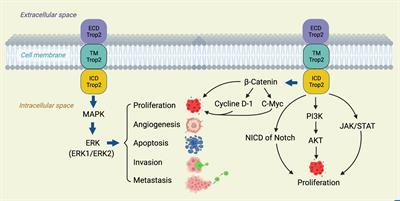 Decoding TROP2 in breast cancer: significance, clinical implications, and therapeutic advancements